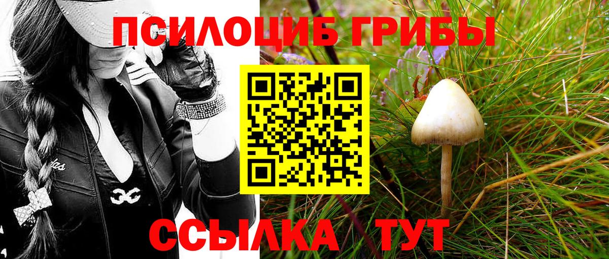Псилоцибиновые грибы GOLDEN TEACHER  Вход с VPN  Псилоцибиновые грибы Psilocybe  Михайловск 